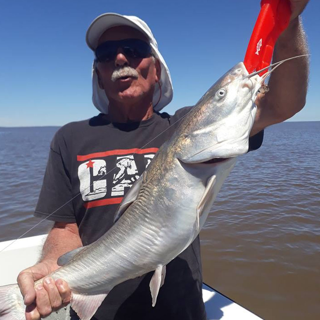 Bagre de Mar (Genidens barbus)