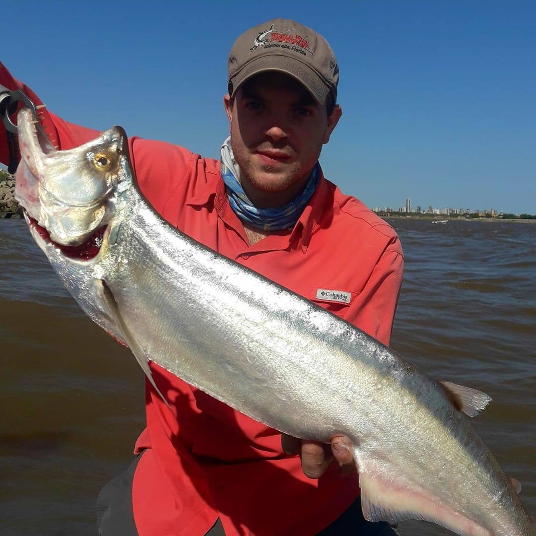 Chafalote (Rhaphiodon vulpinus)