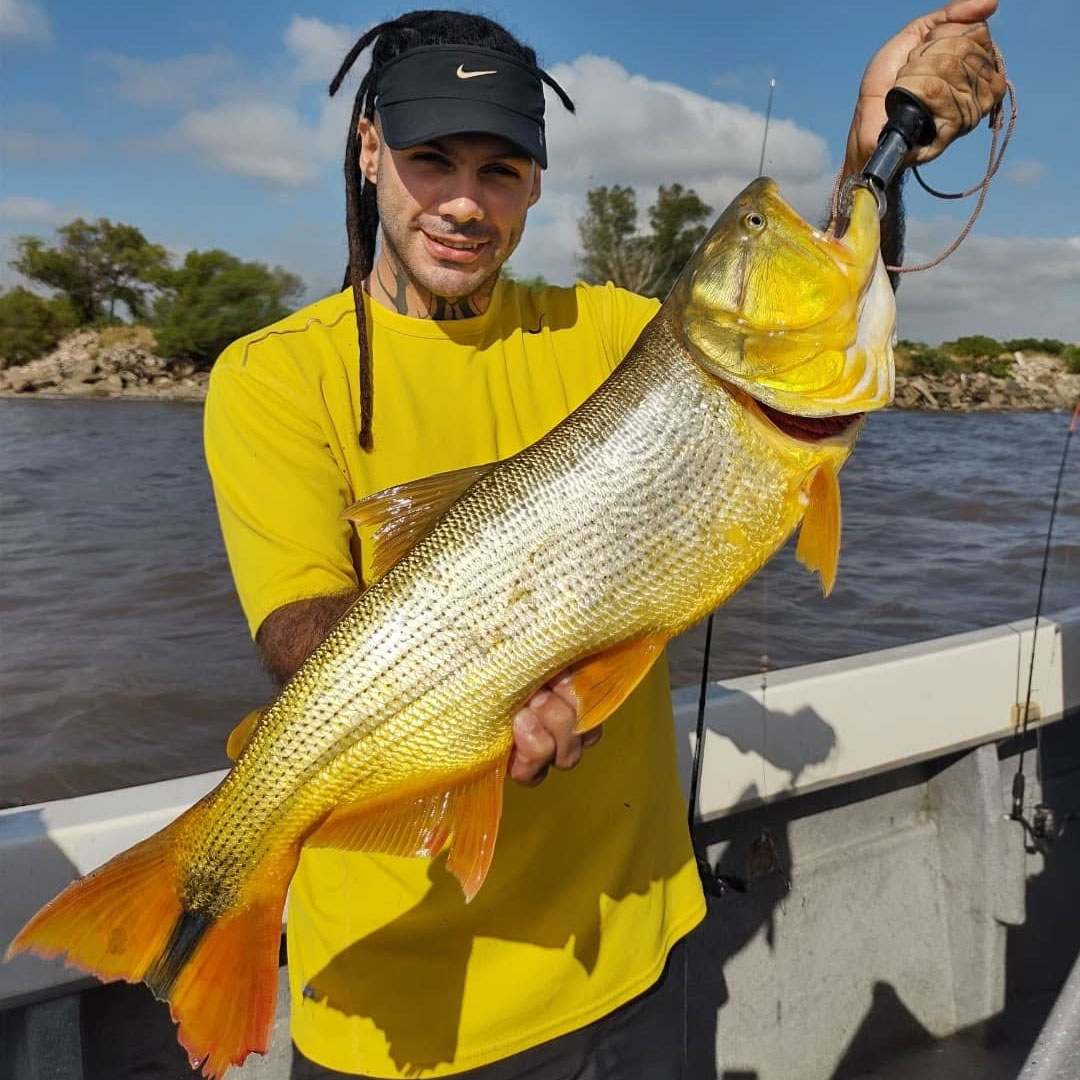 Golden Dorado (Salminus brasiliensis)