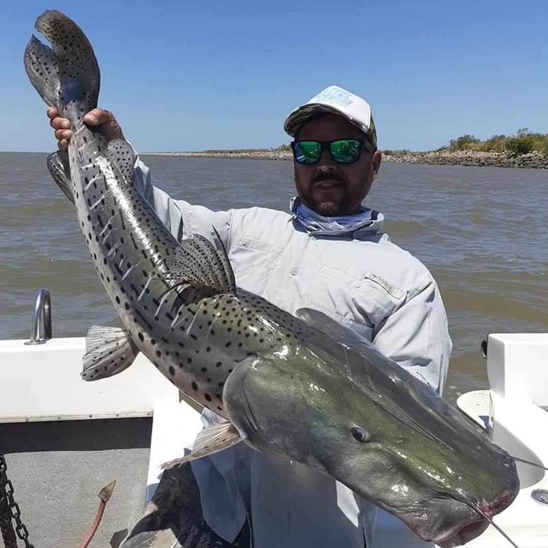 Surubí (Pseudoplatystoma spp.)