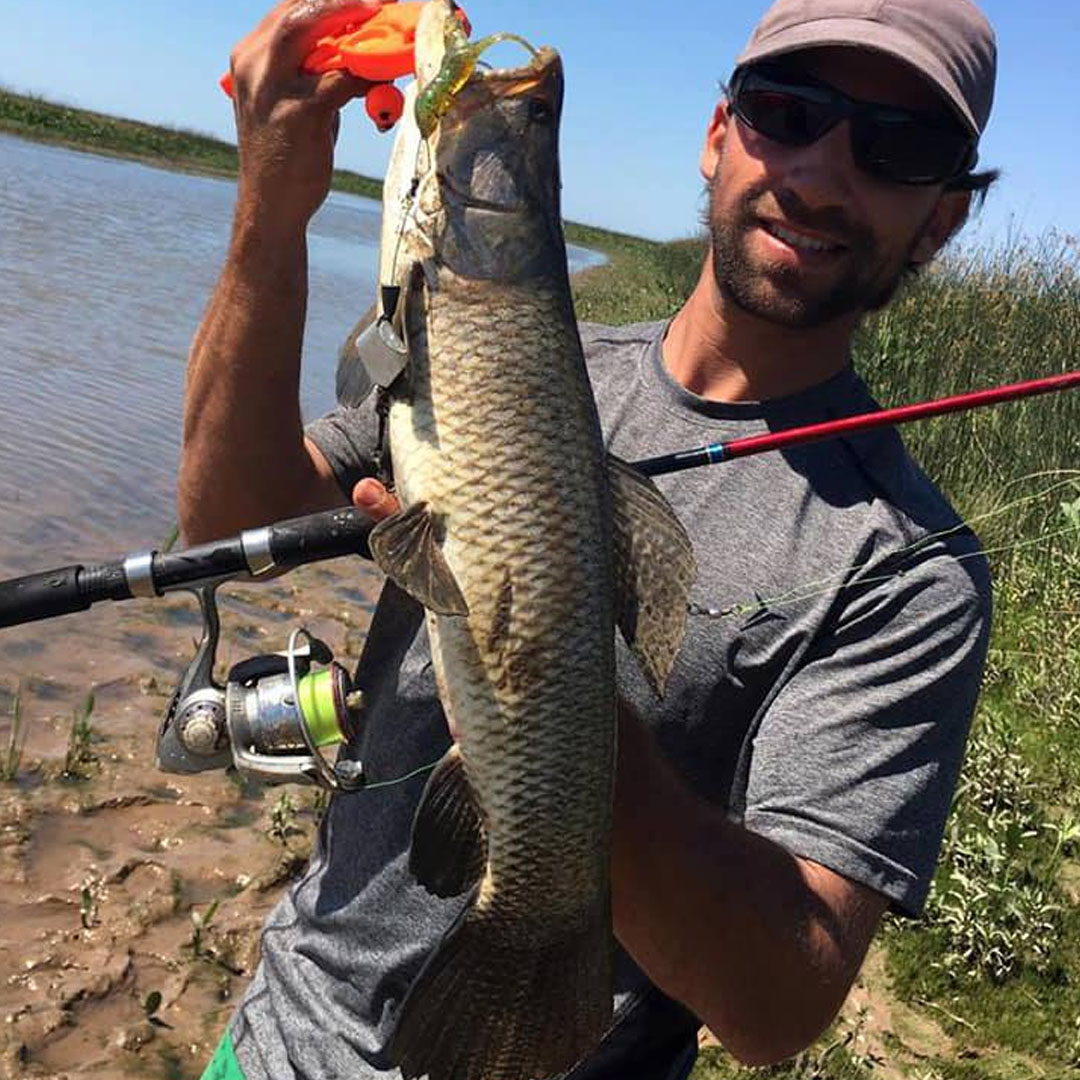 Tararira (Hoplias malabaricus)